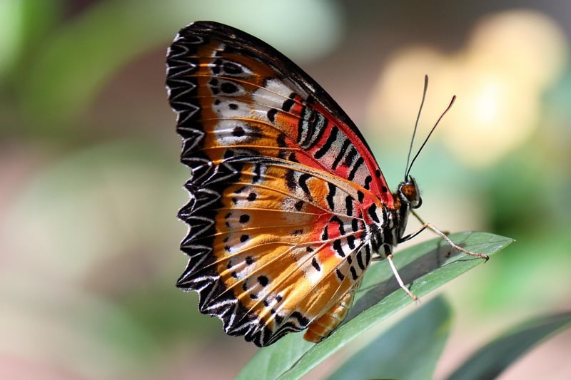 Butterfly Effect